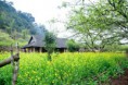 /album/photogallery/cao-nguyen-moc-chau-ban-ba-phach-ba-khan-thac-go-lao-2n1d-1-jpg1/
